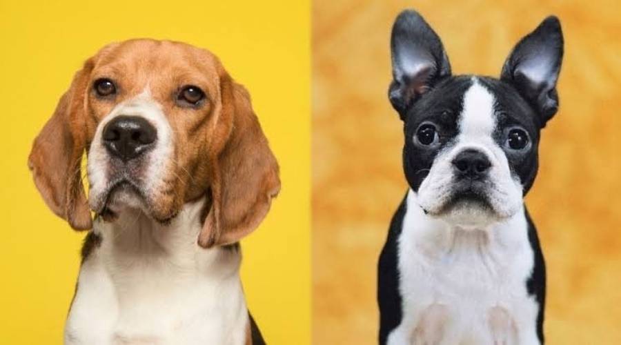 boston terrier vs beagle