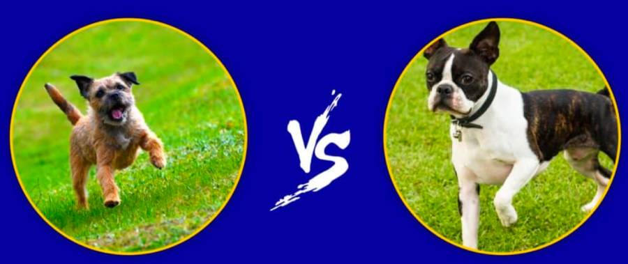 boston terrier vs border terrier