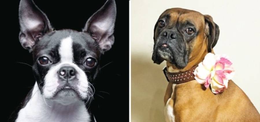 boston terrier vs boxer