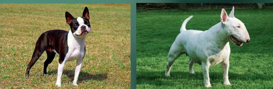 boston terrier vs bull terrier