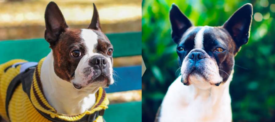 boston terrier vs cavalier king charles spaniel