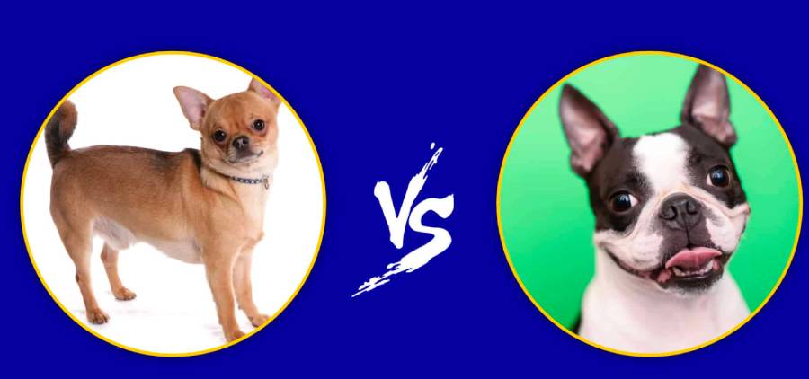 boston terrier vs chihuahua