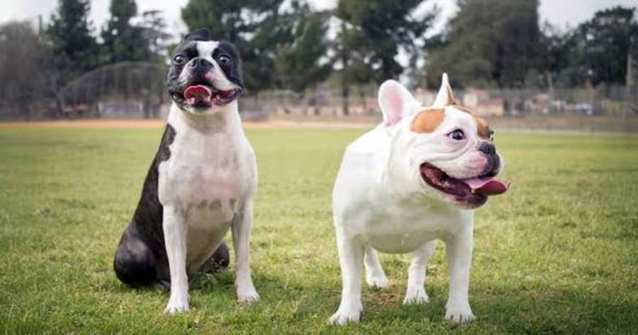 boston terrier vs english bulldog