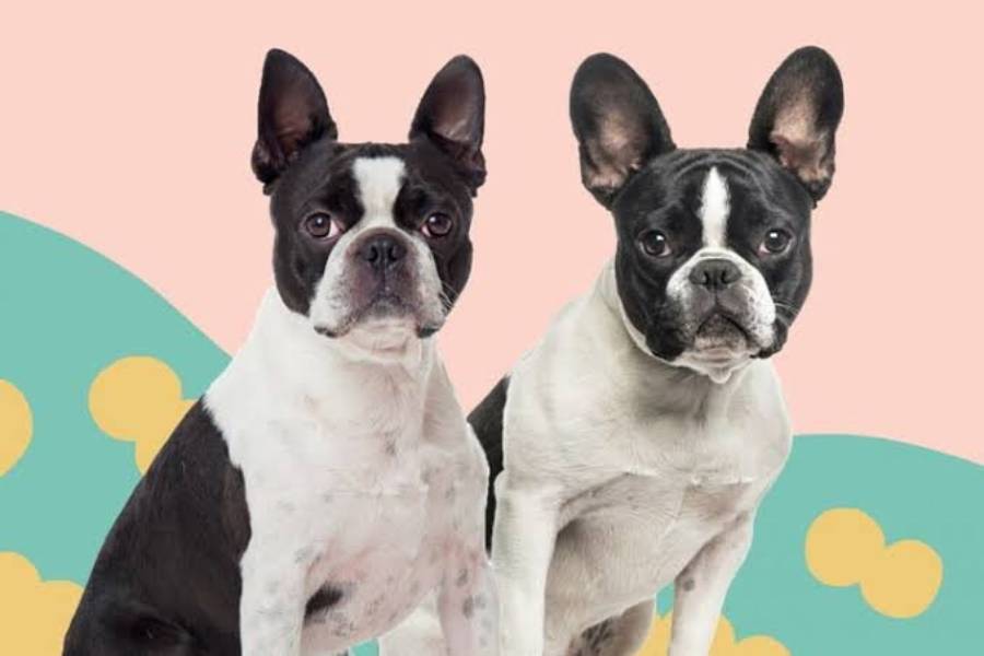 boston terrier vs pug