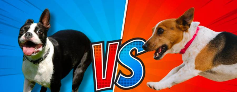 boston terrier vs jack russell terrier