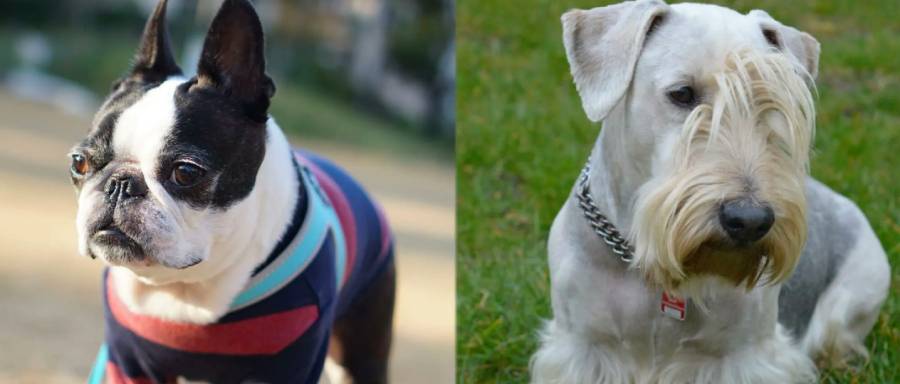 boston terrier vs miniature pinscher