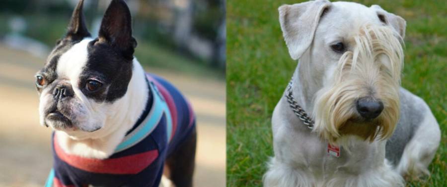 boston terrier vs miniature schnauzer