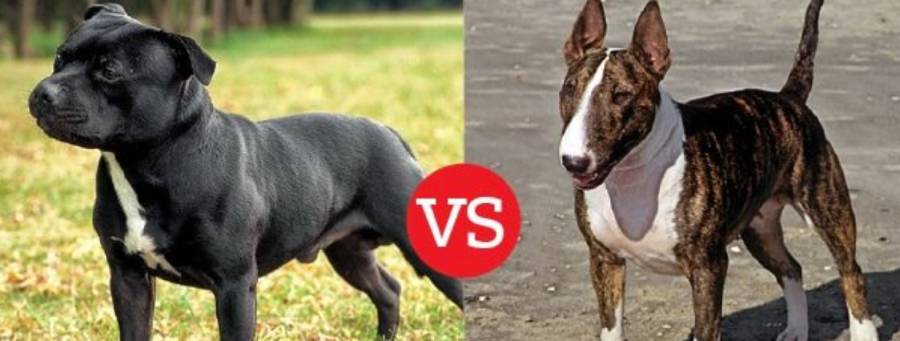 boston terrier vs staffordshire bull terrier