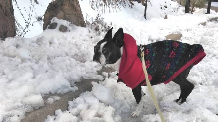 can boston terriers handle cold weather