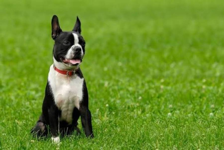 can boston terriers handle hot weather