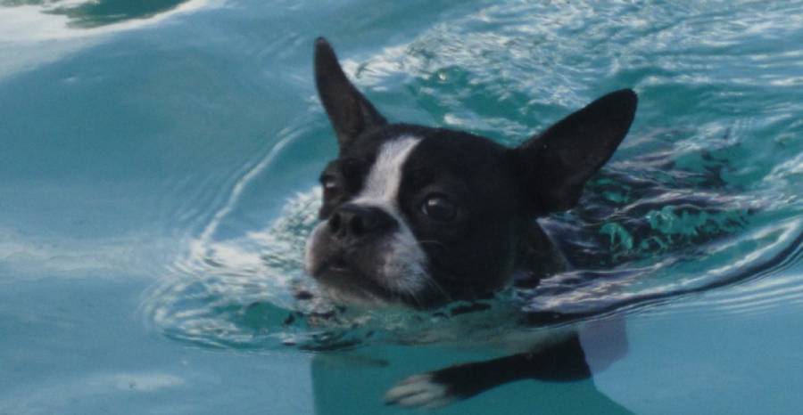 can boston terriers swim