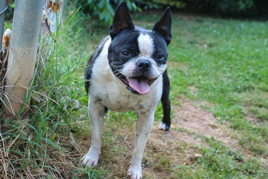 do boston terriers bark a lot