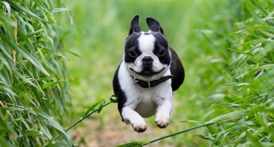 do boston terriers have webbed feet