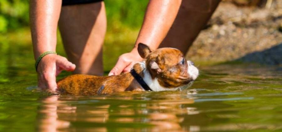 do boston terriers like water