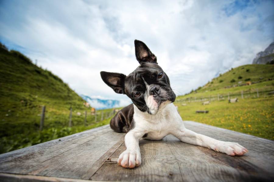 do boston terriers shed