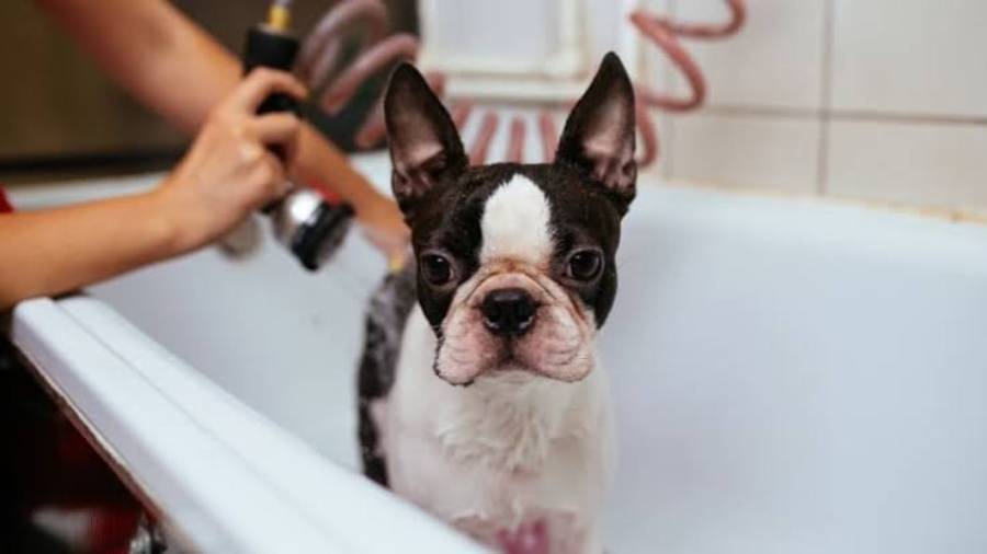 how often should you bathe a boston terrier