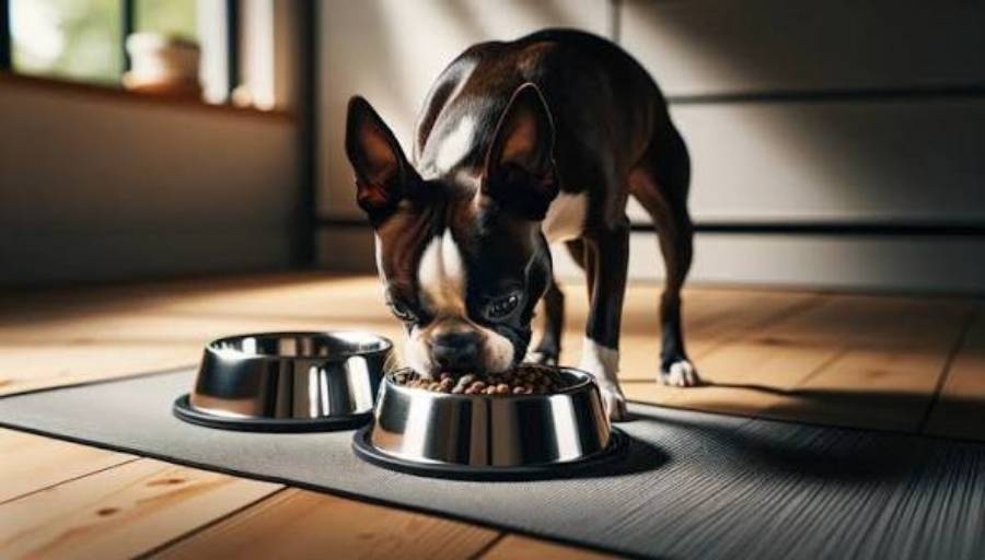 how often should you feed a boston terrier