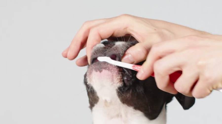 how to brush boston terrier teeth