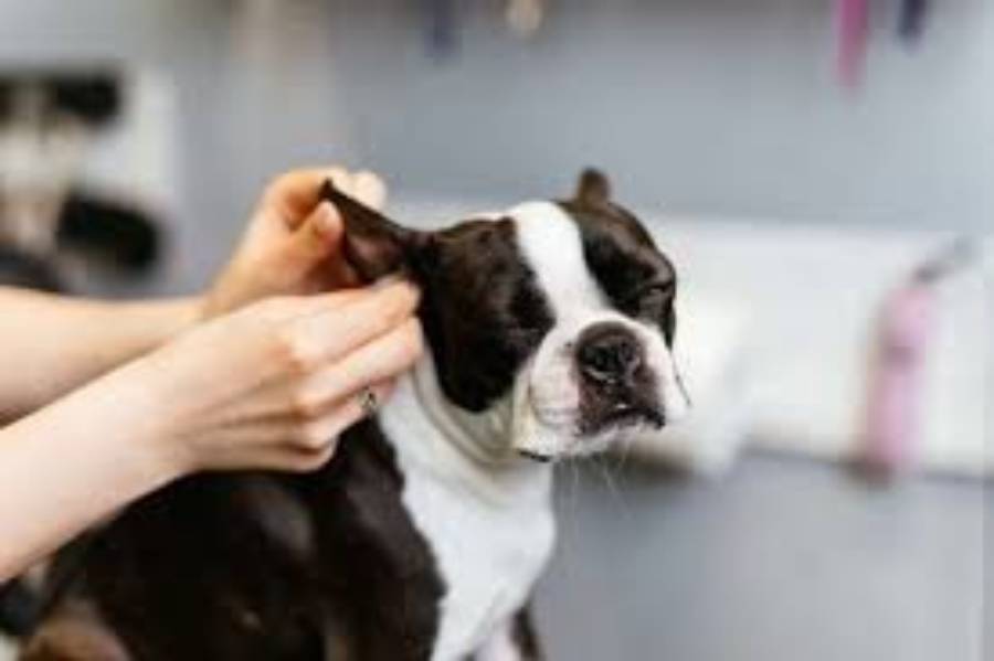 how to clean boston terrier ears