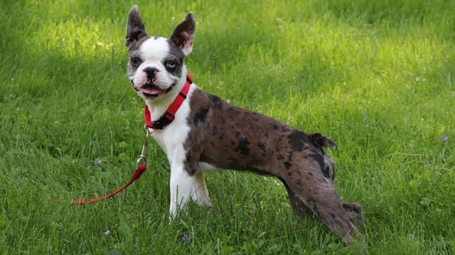 how to clean boston terrier wrinkles