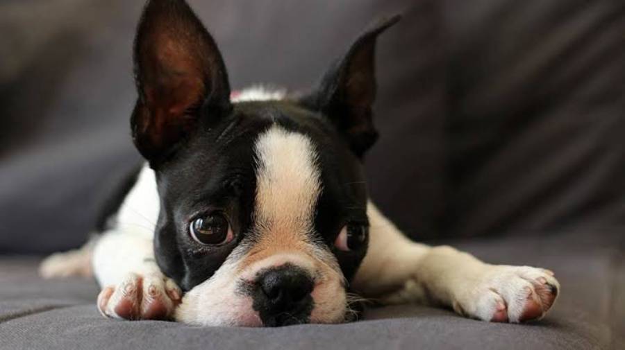 how to trim boston terrier nails